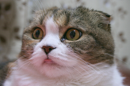 ひめちょい舌 ひめちょい舌