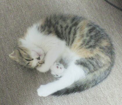 ひめちっちゃい時 ひめちっちゃい時