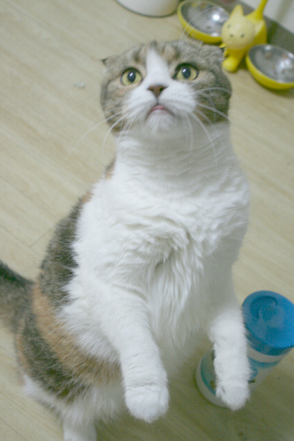 立つ 立つ