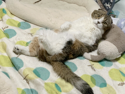 枕でころんするひめ 枕でころんするひめ
