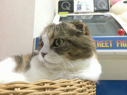 安定のカゴ 安定のカゴ