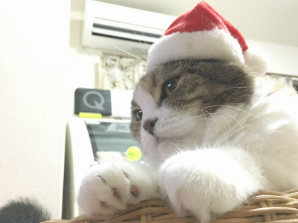 サンタひめ サンタひめ
