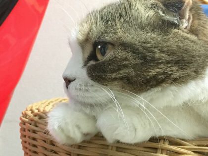 モニターを見つめるひめ モニターを見つめるひめ