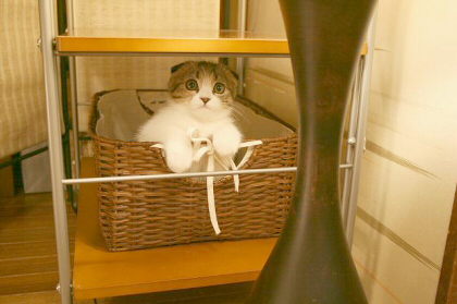 大好きなカゴ 大好きなカゴ