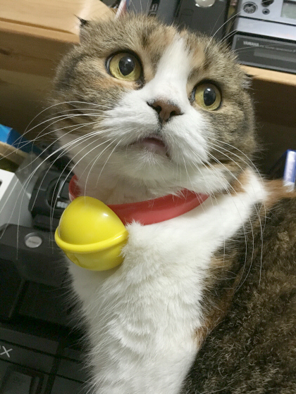 ドラちゃん首輪ひめ ドラちゃん首輪ひめ