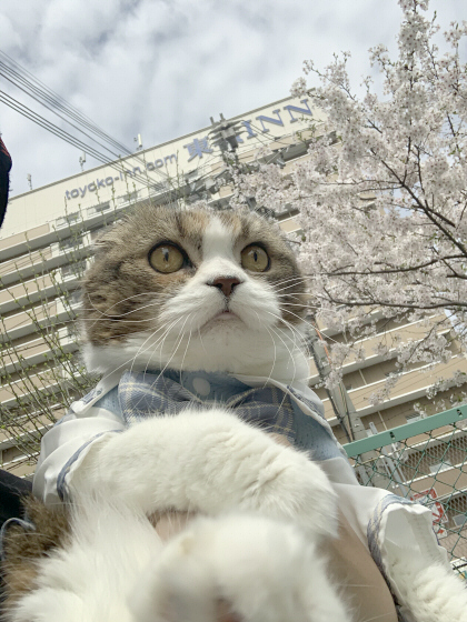 さくらとひめちゃん さくらとひめちゃん